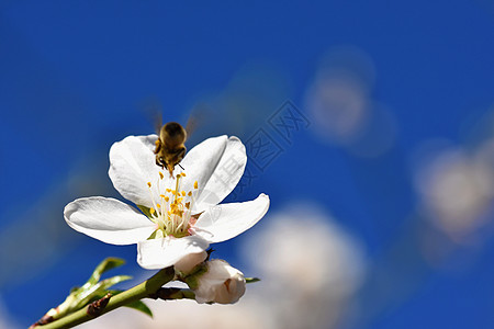 麦卢卡蜂蜜春天的背景 一棵美丽的开花树在春天与一只飞翔的蜜蜂 春天的象征 自然和动物的概念蜂蜜植物群叶子水果杏仁荒野植物学花粉太阳季节背景
