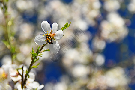春天背景 美丽的盛开的树和蜜蜂 大自然中的鲜花花瓣花蜜植物水果翅膀动物季节宏观植物学植物群图片