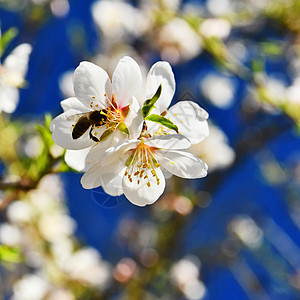 春天背景 美丽的盛开的树和蜜蜂 大自然中的鲜花宏观荒野植物学工人花瓣植物动物植物群叶子翅膀图片