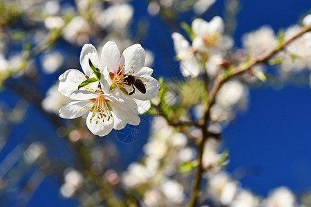 春天背景 美丽的盛开的树和蜜蜂 大自然中的鲜花植物学工人动物季节花粉照片植物晴天荒野昆虫图片