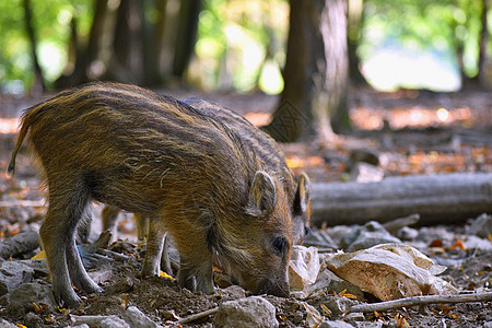 美丽的小猪在大自然中野生 野猪 森林中的动物 可爱的年轻婴儿后裔野生动物母亲团体公猪后代幼兽森林家庭图片