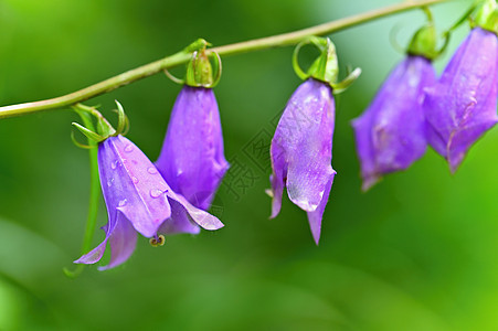美丽的紫色春天花朵 有丰富多彩的自然背景 在草地上春时植物植物群花瓣季节花园礼物薰衣草蓝色园艺植物学图片