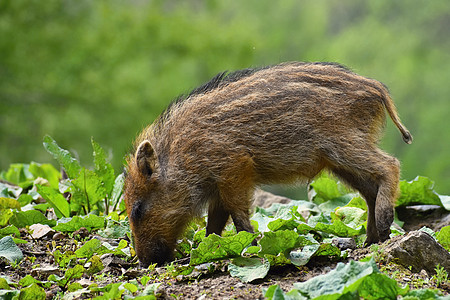 野生野猪 幼熊在自然林中玩耍 苏斯克罗法公猪婴儿野生动物哺乳动物小猪家庭獠牙头发男性危险图片