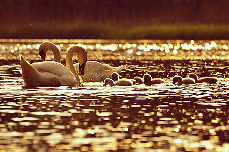 池塘上美丽的天鹅幼崽 美丽的天然色彩背景和野生动物 春天 日落时间图片