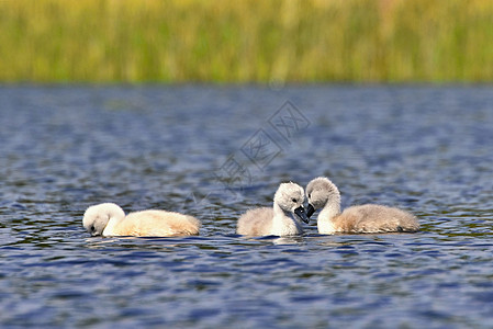 池塘上美丽的天鹅幼崽 美丽的天然颜色背景与野生动物一起生长羽毛鸭子后代游泳婴儿母亲荒野反射小鸭子动物图片
