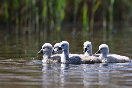 池塘上美丽的天鹅幼崽 美丽的天然颜色背景与野生动物一起生长母亲羽毛后代婴儿鸭子家庭小鸭子游泳幸福反射图片