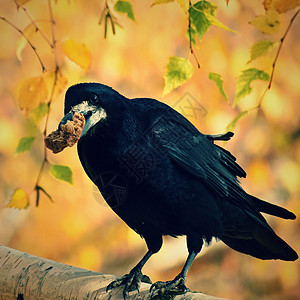 秋天的鸟乌鸦乌鸦的美丽图片食物国家账单羽毛荒野动物群公园翅膀太阳野生动物图片