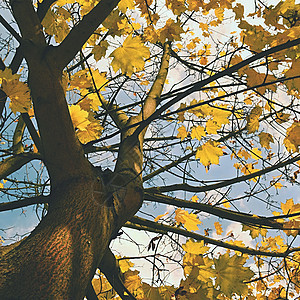树上的秋叶 自然季节性彩色背景公园季节木头森林荒野环境旅行橙子天空植物图片