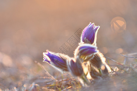 春花 美丽的鲜花和有天然颜色背景的太阳荒野草地海葵白头翁花瓣生长蓝色花朵植物群紫色图片