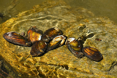 干净的河中岩石上的河流蛤图片