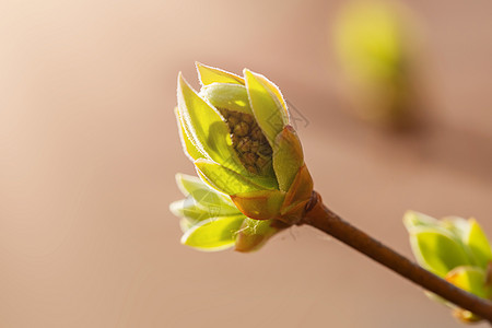 春初在树枝上露出红花芽 太阳照射水平形态园艺生长植物学宏观丁香植物群植物衬套枝条花园图片