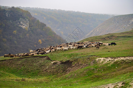 摩尔多瓦放牧羊群的山丘风景羊肉农场母羊山脉生态动物农村草地小狗牧场图片