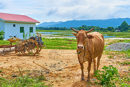 在热带岛屿上一个亚洲村庄的一个小型私人路边农场的一头奶牛水牛鼻子喇叭牧场场地天空动物工作野生动物农业图片
