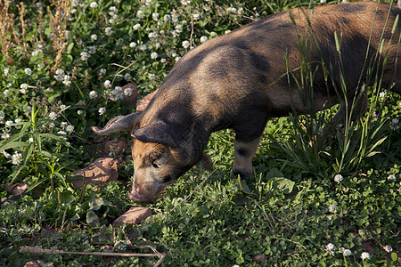 棕猪和黑猪吃鲜花图片