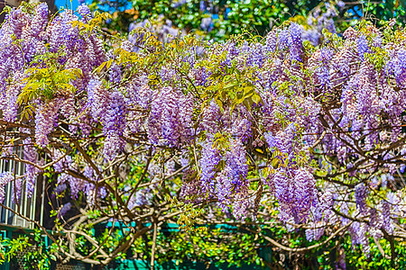 美丽的紫紫怀生花在春天叶子衬套登山者藤蔓美丽长椅花园蓝色花朵紫丁香图片