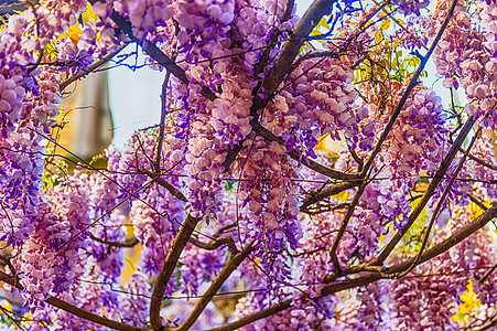 美丽的紫紫怀生花在春天爬行者藤蔓蓝色花朵美丽植物群紫丁香植物叶子格子图片