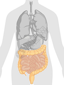 肠道消化系统身体部位解剖卡通矢量绘图图片