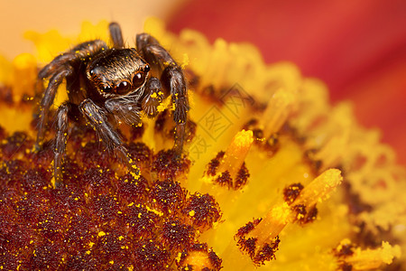 蜘蛛也玩花粉在花粉花瓣上跳蜘蛛花园植物眼睛荒野漏洞红色宏观昆虫胡须动物背景