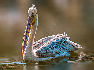 水鸟在湖上游泳湿地动物反射环境动物群主题羽毛成人水禽野生动物图片