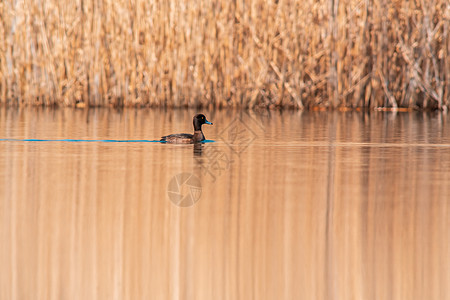 水鸟在湖上游泳环境动物群成人鸟类主题反射翅膀水禽野生动物羽毛图片