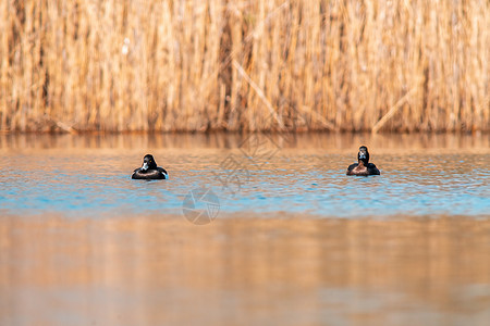 水鸟在湖上游泳反射野生动物主题男性环境水禽池塘动物群翅膀湿地图片