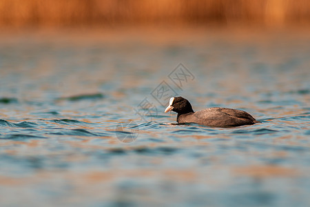 水鸟在湖上游泳主题羽毛女性鸟类野生动物反射湿地动物群动物荒野图片