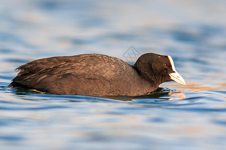 水鸟在湖上游泳反射主题动物群池塘翅膀水禽湿地鸟类动物成人图片