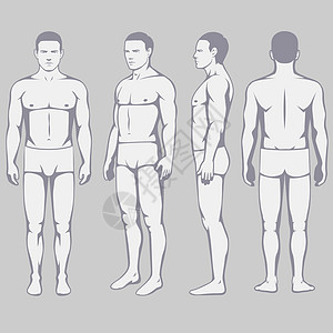 人体解剖学数字男生手臂黑色男人比例插图模型男性白色图片