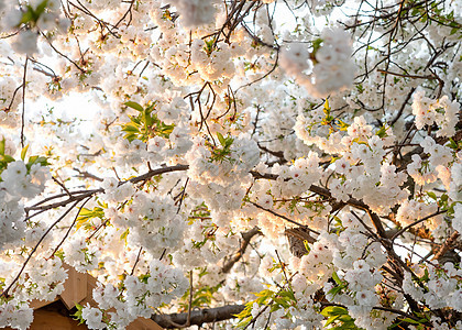 白花枝在春天温暖的白天开花公园粉色叶子植物绿色天空植物群樱花白色花朵图片
