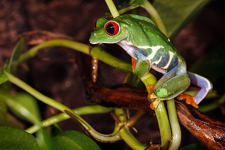 红眼树青蛙爬上植物干图片