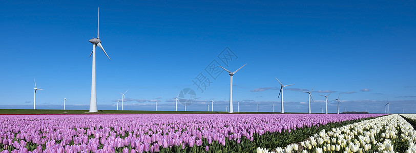 蓝色天空下Holland的风涡轮机附近有粉红和白郁金香图片