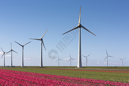 红郁金香和风涡轮机及红郁金香栽培螺旋桨灯泡活力天空力量技术风力环境植物群图片