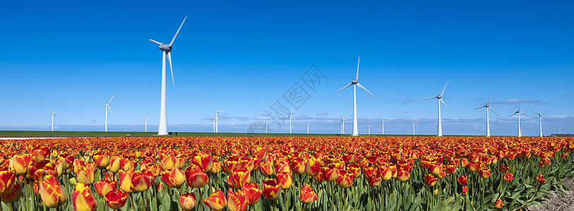 蓝色天空下Holland的风涡轮机附近有黄色红色郁金香图片