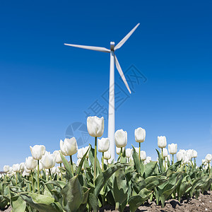 蓝色天空下Holland的风涡轮机附近有白色郁金香图片