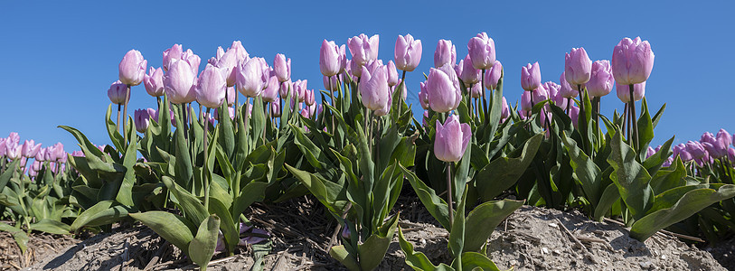 蓝色天空下田野中的粉红色郁金香花园植物晴天阳光公园紫色植物群太阳场地花瓣图片