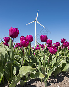 红蓝天空下Holland的风风涡轮机和熏衣草郁金香风车技术植物群季节农村栽培活力农场场地力量图片