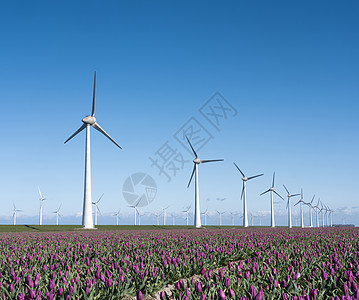 红蓝天空下Holland的风风涡轮机和熏衣草郁金香薰衣草活力农村环境风力栽培涡轮农场季节天空图片