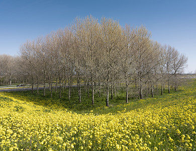 在佛莱沃兰杜特赫省A27号高速公路附近开花的黄春花图片