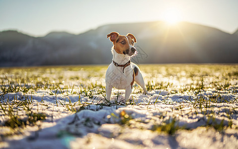 小杰克·罗素泰瑞尔站在绿草草地上 寒冷的冬日下着一片雪 阳光照耀在她身后的山丘上图片