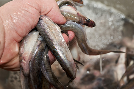 手握着在海中捕获的新鲜生生熔鱼鳀鱼钓鱼油炸鲱鱼西鲱传统美食海鲜食物烹饪图片