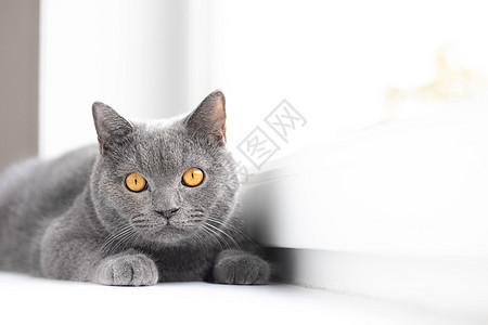 窗台上躺着一只灰色的猫 猫躺着看着画框 英国猫 关于宠物的文章 复制空间 窗台广告 猫粮广告图片