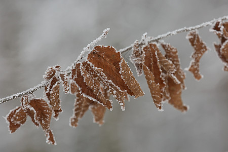 冬天结冰的树叶与雪隔离物特写图片