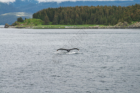 在阿拉斯加的树前下潜的 鲸鱼图片