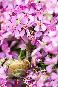 小花园蜗牛 食用整个凤花芽图片