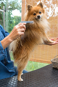 波美拉尼亚德国史匹兹狗在沙龙里摆姿势图片