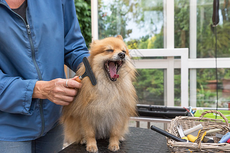 欢笑的波美拉尼亚德式德国史匹兹狗图片