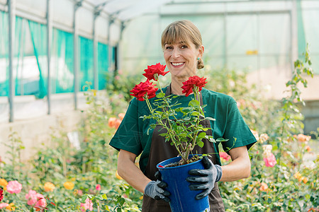 露出花朵的女人 升入镜头中职业苗圃市场花店植物玫瑰女士围裙生意商业图片