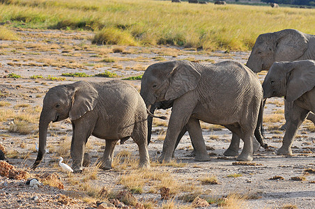 安博塞利国家公园的大象力量野生动物象牙公园鼻子厚皮马拉荒野领导者国家图片