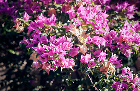 粉红的上华镇 在蓝天空下盛开花瓣情调天空植物学热带异国温室花朵花园窗户图片