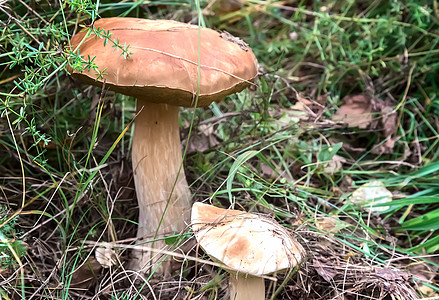 两个有毒的蘑菇在森林清空时喷发宏观地球爱好叶子生物学身体旅行苔藓季节食物图片
